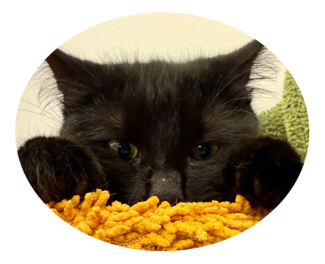 Team Tierarztpraxis Dr. Lickteig